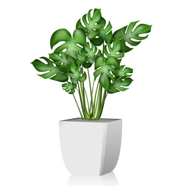 Chinese Evergreen