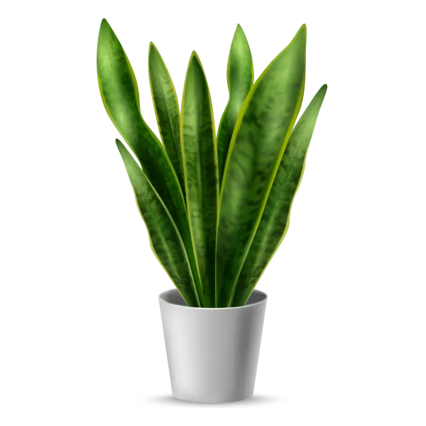 Spider Plant