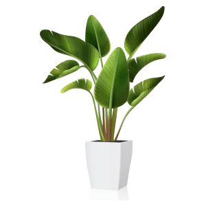 Snake Plant