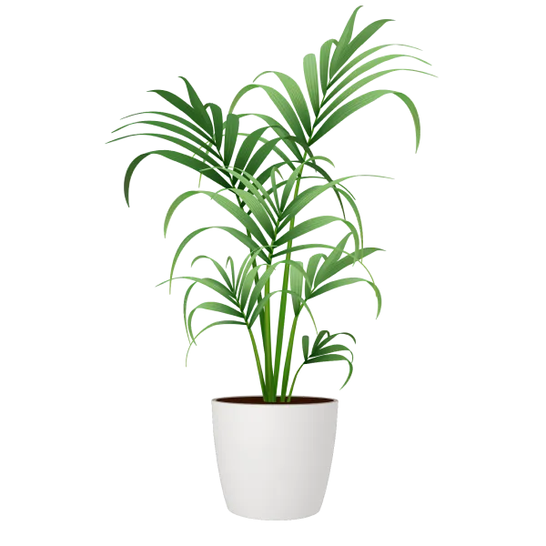 Monstera Deliciosa