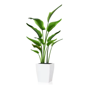 English Lavender